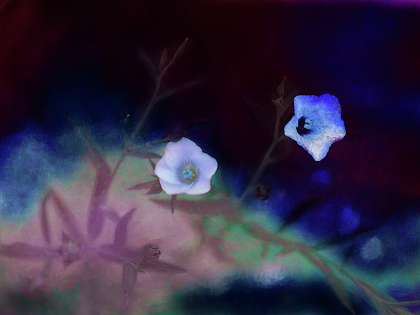 Transience by Helen White Transience by Helen White